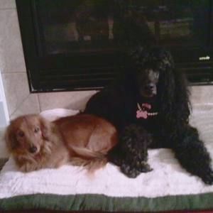 Meet your Posher, Barbara